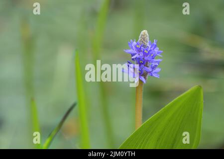 Violett-blauer Blütenstand der Pontederia cordata, Wasserpflanze, wächst in einer Vielzahl von Feuchtgebieten, verschwommener grüner Hintergrund mit Kopierraum Stockfoto