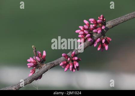 Eine Nahaufnahme der Knospen des östlichen Rotknospen-Baumes im Garten an einem sonnigen Tag mit verschwommenem Hintergrund Stockfoto