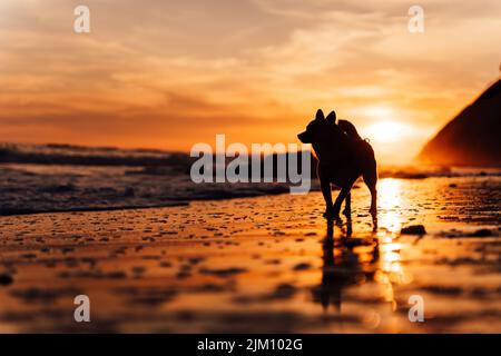 Eine Silhouette Ansicht eines chihuahua Hundes, der während eines epischen Sonnenuntergangs am Strand von Hendry gegen den Abendhimmel läuft Stockfoto