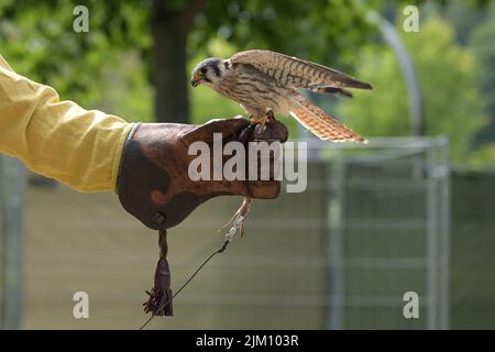 Falke auf dem Lederhandschuh eines Falkners werden solche Vögel für die Jagd, den Kopierraum, den ausgewählten Fokus trainiert Stockfoto