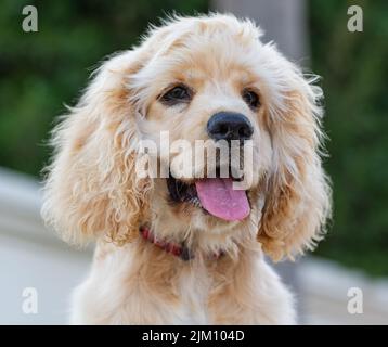 Nahaufnahme eines amerikanischen Cocker Spaniel Hundes bei Tageslicht mit unscharfem Hintergrund Stockfoto