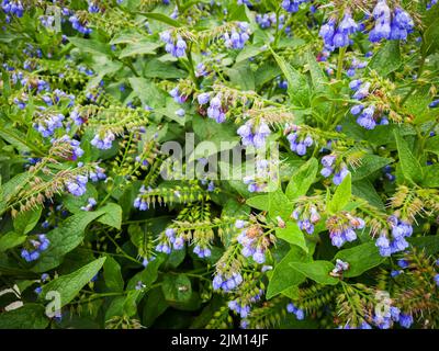 Blumen von Beinwell nach Regen. Selektiver Fokus mit geringer Schärfentiefe. Stockfoto