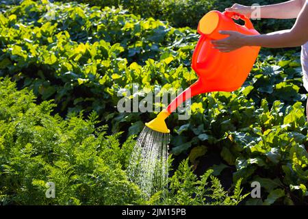 Frau, die Karotten aus einer Gießkannen im Garten gießt Stockfoto