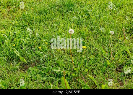 Einsamer, verblassener Dandelion im grünen Gras Stockfoto