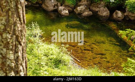 Einsames Zeichen im sonnigen Wald, die Schönheit der Natur lädt zur Kommunikation und Einsamkeit ein. Stockfoto