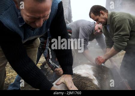 Slatina, Kroatien. Im ländlichen Slawonien reinigen die Landwirte nach der traditionellen Hausschlachtung im Jahr 2012 ein Schwein - bevor die Praxis durch die EU-Mitgliedschaft verboten wurde. Stockfoto