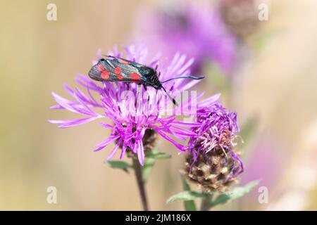 6-Punkt-Burnett-Motte (Zygaena filipendulae) auf Schnaps im Kent Downs AONB, England, Großbritannien Stockfoto