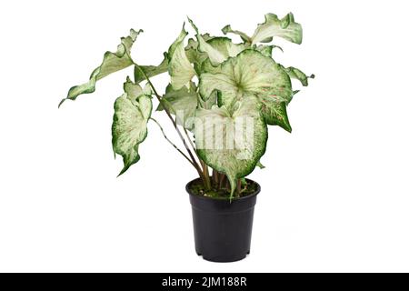 Eingetopfte tropische „Caladium Candyland“-Zimmerpflanze mit weißen Blättern mit rosa Sommersprossen auf weißem Hintergrund Stockfoto