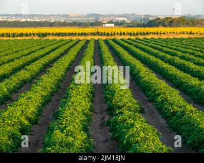 Sonnenblumenfeld in der Provinz Cisz Stockfoto