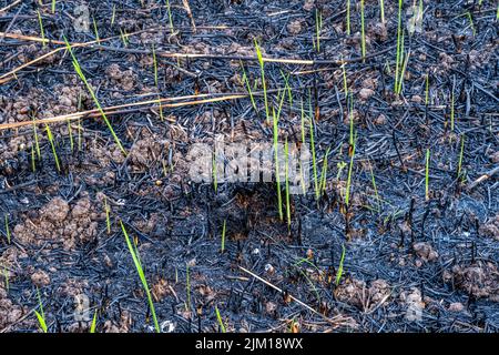 Grüne Triebe erscheinen 14 Tage nach dem Brand im Snettisham Country Park am Ostufer der Wash während der Hitzewelle vom 2022. Juli auf verbranntem Boden. Stockfoto