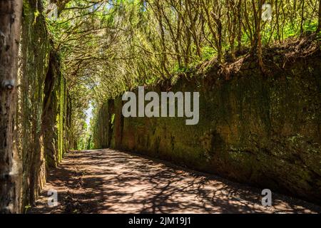 Ungewöhnliche Baumzweige bilden sich über einen schmalen Durchgang zwischen Felsen im Anaga Rural Park. Camino viejo al Pico del Inglés. Teneriffa. Stockfoto