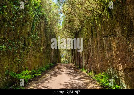 Ungewöhnliche Baumzweige bilden sich über einen schmalen Durchgang zwischen Felsen im Anaga Rural Park. Camino viejo al Pico del Inglés. Teneriffa. Stockfoto