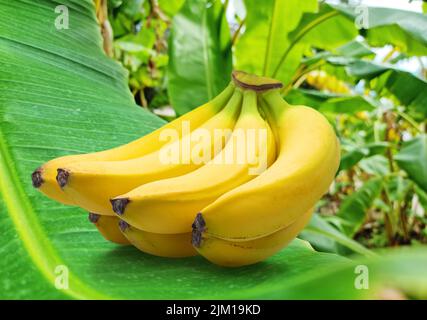 Perfekte reife gelbe Bananen auf grünem Bananenblatt Nahaufnahme. Stockfoto