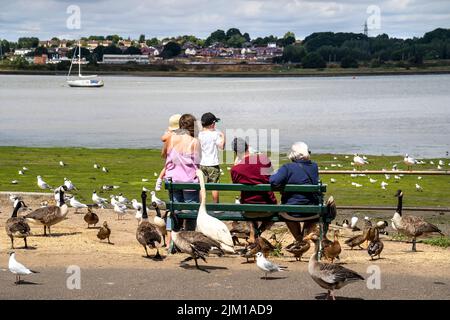 FAMILIEN UND KINDER SITZEN UNTER DEN GÄNSESCHWEINEN UND ENTEN AN DEN MISTLEY-WÄNDEN Stockfoto