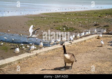 SCHWARZE MÖWEN AN DEN MISTLEY-WÄNDEN MIT EINEM STUMMEN SCHWAN DAVOR Stockfoto