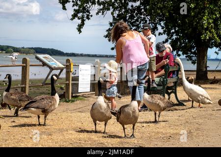 FAMILIEN UND KINDER SITZEN UNTER DEN GÄNSESCHWEINEN UND ENTEN AN DEN MISTLEY-WÄNDEN Stockfoto