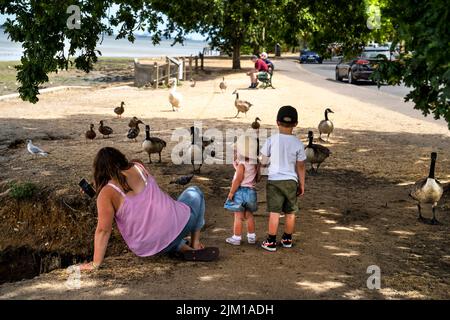 FAMILIEN UND KINDER SITZEN UNTER DEN GÄNSESCHWEINEN UND ENTEN AN DEN MISTLEY-WÄNDEN Stockfoto