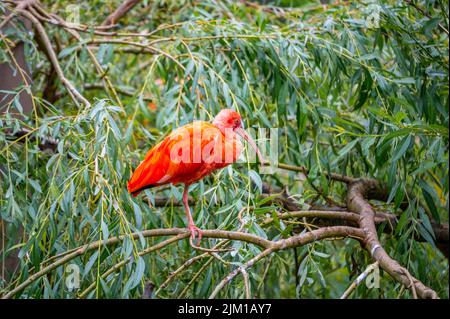 Eudocimus ruber auf Ast. Vier helle rote Vögel Scarlet Ibis. Stockfoto