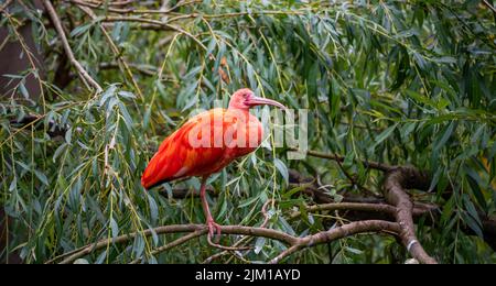 Eudocimus ruber auf Ast. Vier helle rote Vögel Scarlet Ibis. Stockfoto