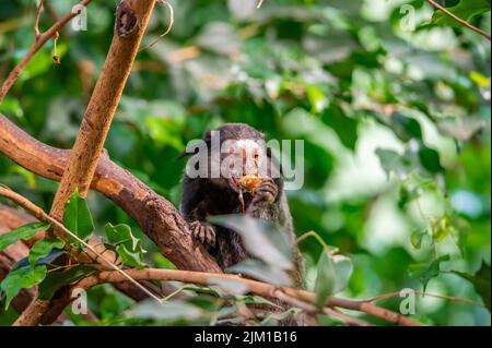 Der Affe Callithrix penicillata frisst das Insekt und sitzt auf dem Baumstamm. Stockfoto