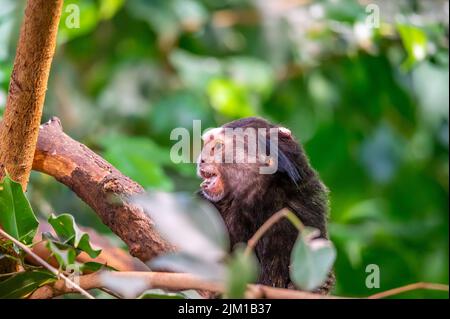 Der Affe Callithrix penicillata frisst das Insekt und sitzt auf dem Baumstamm. Stockfoto