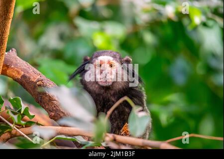 Der Affe Callithrix penicillata frisst das Insekt und sitzt auf dem Baumstamm. Stockfoto