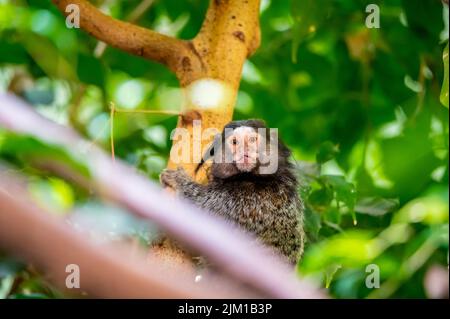 Der Affe Callithrix penicillata frisst das Insekt und sitzt auf dem Baumstamm. Stockfoto