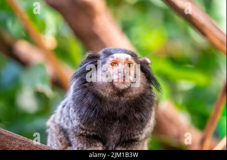 Der Affe Callithrix penicillata frisst das Insekt und sitzt auf dem Baumstamm. Stockfoto