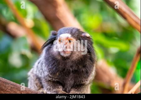 Der Affe Callithrix penicillata frisst das Insekt und sitzt auf dem Baumstamm. Stockfoto