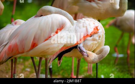 Detail des Flamingokopfes Stockfoto