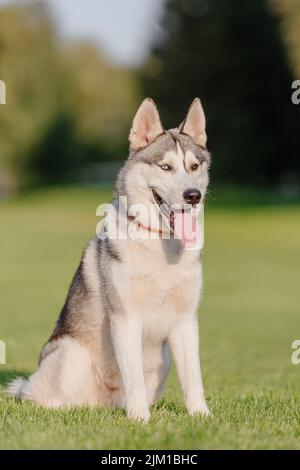 Schöne sibirische Husky Hund auf dem grünen Gras im Freien Stockfoto