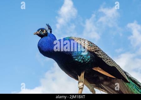 Indian Peafowl, Pavo cristatus in Sudeley Castle, Winchcombe, Gloucestershire, England Stockfoto