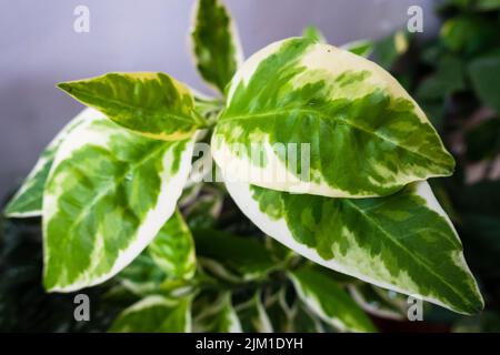 Eine Nahaufnahme der Pflanze Pedilanthus, die in einem Blumentopf in einem indischen Haushalt als dekorative Pflanze wächst. Stockfoto