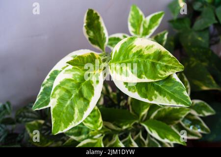 Eine Nahaufnahme der Pflanze Pedilanthus, die in einem Blumentopf in einem indischen Haushalt als dekorative Pflanze wächst. Stockfoto