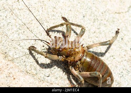 Trotz eines beeindruckenden Aussehens ist das Armoured Ground Cricket ein träge und harmloses Insekt. Variabel in der Farbe spritzen sie Blut aus dem Thorax Stockfoto