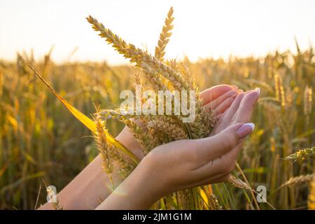 Die Hand einer Frau hält reife Ähren von Getreide auf einem verschwommenen Hintergrund eines Getreidefeldes Stockfoto