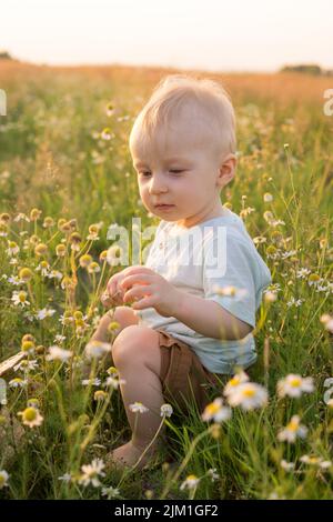 Ein kleiner blonder Junge sitzt im Gras auf einem Kamillenfeld. Das Konzept des Gehens in der Natur, der Freiheit und des umweltfreundlichen Lebensstils. Stockfoto