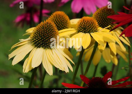 Nahaufnahme von sonnenbeschienenen gelben Echinacea purea-Blüten in einem Blumenbeet, selektiver Fokus Stockfoto