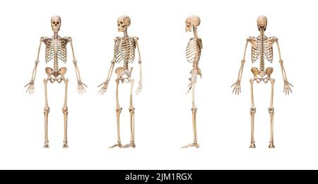 Genaues menschliches Skelettsystem mit erwachsenen männlichen Skelett isoliert auf weißem Hintergrund 3D Rendering Illustration. Anteriore, laterale und posteriore Ansicht. Stockfoto