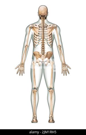 Posteriore oder Rückansicht des akkuraten menschlichen Skelettsystems mit Skelettknochen und erwachsenem männlichen Körper isoliert auf weißem Hintergrund 3D als Illustration Stockfoto