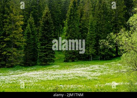 Österreich, Niederösterreich, Narzissenblüte (Narcissus radiiflorus) beim Krumbachsattel an der L 101 zwischen Gscheid und Ulreichsberg Stockfoto