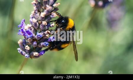Bumblebee, Bombus terrestris auf Lavendelblüten Stockfoto