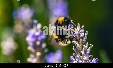 Bumblebee, Bombus terrestris auf Lavendelblüten Stockfoto