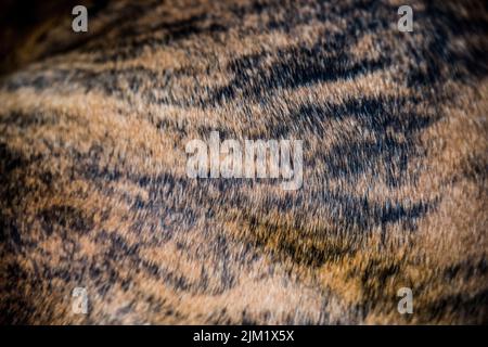 Brinder Mantel American Bulldog Hund Tanne Hintergrund Stockfoto