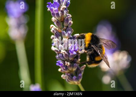 Bumblebee, Bombus terrestris auf Lavendelblüten Stockfoto