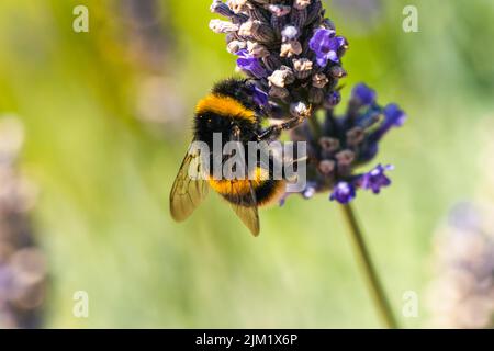 Bumblebee, Bombus terrestris auf Lavendelblüten Stockfoto