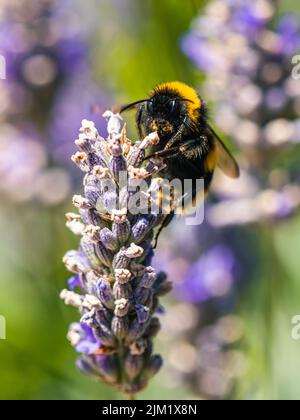 Bumblebee, Bombus terrestris auf Lavendelblüten Stockfoto
