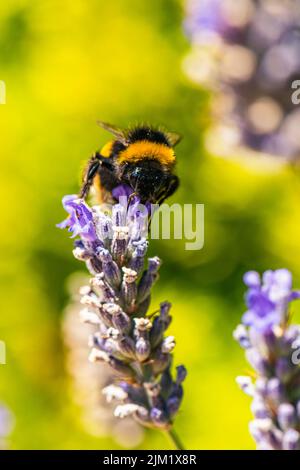 Bumblebee, Bombus terrestris auf Lavendelblüten Stockfoto