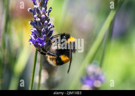 Bumblebee, Bombus terrestris auf Lavendelblüten Stockfoto