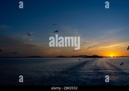 Silhouetten von Möwen, die in der Abenddämmerung in der Nähe von Schiffen über dem Meer fliegen. Stockfoto